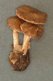 Inocybe obscurobadia image