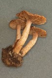 Inocybe obscurobadia image
