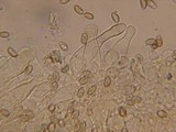 Inocybe obscurobadia image