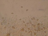 Inocybe obscurobadia image