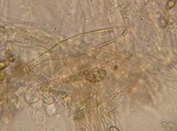 Inocybe obscurobadia image