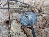 Entoloma serrulatum image