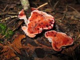 Hydnellum peckii image
