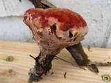 Hydnellum peckii image