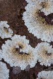 Flavoparmelia baltimorensis image