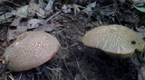 Boletus chrysenteron image