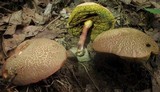 Boletus chrysenteron image