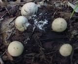 Scleroderma areolatum image
