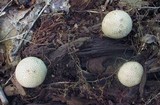 Scleroderma areolatum image