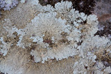 Flavoparmelia baltimorensis image