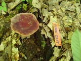 Lactarius corrugis image