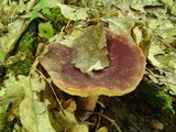 Lactarius corrugis image