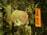 Lactarius corrugis image