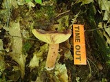 Lactarius corrugis image