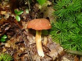 Xanthoconium purpureum image