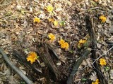 Cantharellus lateritius image
