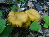 Cantharellus appalachiensis image