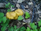 Cantharellus appalachiensis image