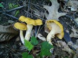 Cantharellus appalachiensis image