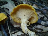 Cantharellus appalachiensis image