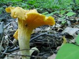 Cantharellus appalachiensis image