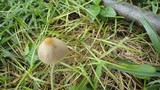 Conocybe apala image