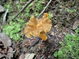 Craterellus lutescens image