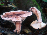 Hygrophorus russula image