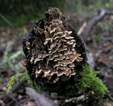 Steccherinum ochraceum image