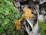Craterellus lutescens image
