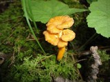 Craterellus lutescens image