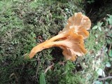 Craterellus lutescens image