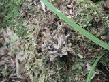 Helminthosphaeria clavariarum image
