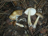 Rhodocollybia butyracea image