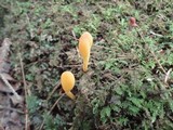 Microglossum rufum image