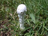 Amanita thiersii image