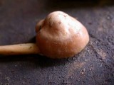 Marasmius oreades image