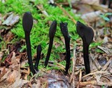Trichoglossum farlowii image