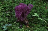 Clavaria zollingeri image