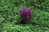 Clavaria zollingeri image
