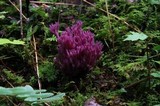 Clavaria zollingeri image