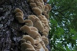 Sarcodontia pachyodon image