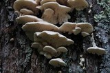 Sarcodontia pachyodon image