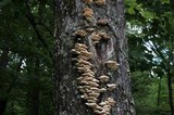 Sarcodontia pachyodon image