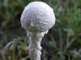 Amanita thiersii image