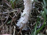 Amanita thiersii image