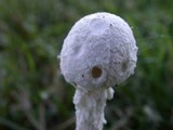 Amanita thiersii image