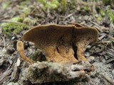 Coltricia perennis image