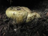 Truncocolumella citrina image