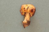 Cortinarius pinguis image